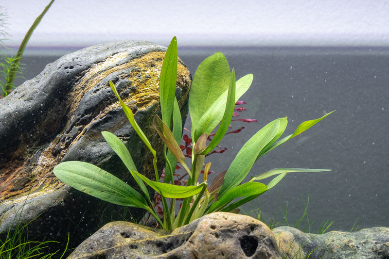 Healthy Echinodorus Red Rubin aquatic plant with vibrant red and green leaves, ideal for freshwater aquariums.