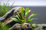 Aquatic Echinodorus Red Rubin plant by ACW with vibrant red and green leaves, ideal for freshwater aquariums.