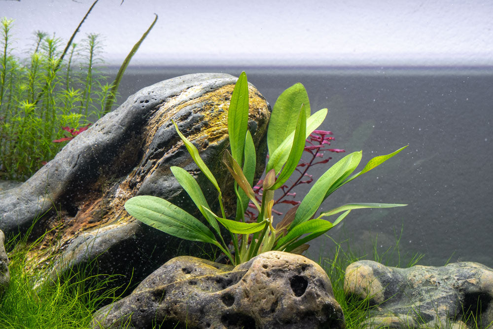red rubin succulent Echinodorus Red Rubin