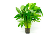 Healthy Echinodorus Red Rubin aquatic plant in a CPA mother pot, showcasing vibrant red leaves for freshwater aquariums.