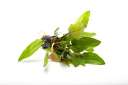 Red Wild Grass aquatic plant by CPA with vibrant red and green foliage, ideal for freshwater aquariums.