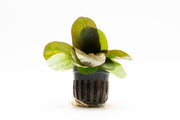 Healthy Echinodorus Reni aquatic plant from CPA with broad green leaves for freshwater aquariums.