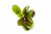 Healthy Echinodorus Reni aquatic plant from CPA with broad green leaves, ideal for freshwater aquariums.