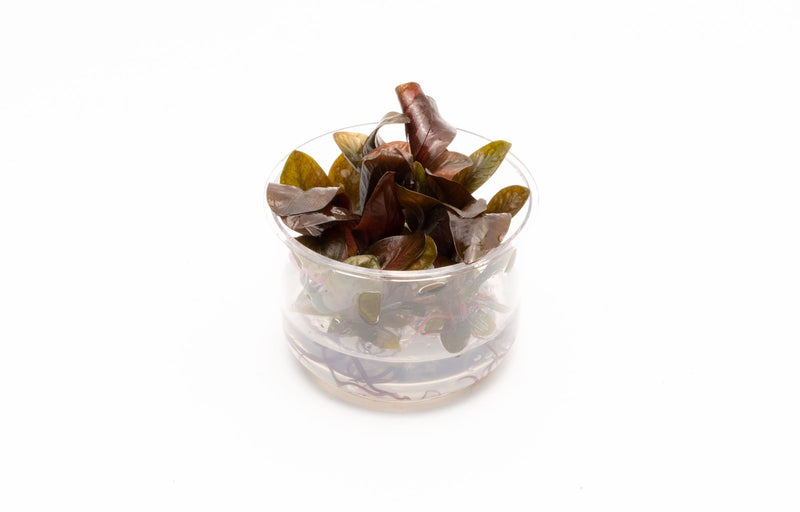 Echinodorus Reni UNS Tissue Culture Aquatic Plant - Buce Plant