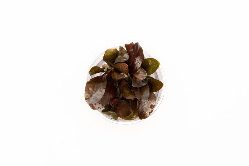 Echinodorus Reni UNS Tissue Culture Aquatic Plant - Buce Plant