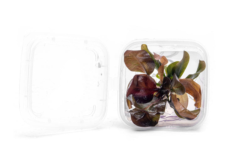 Echinodorus Reni UNS Tissue Culture Aquatic Plant - Buce Plant