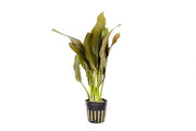 Healthy Echinodorus Rose aquatic plant from ACW with lush green leaves, ideal for freshwater aquariums.