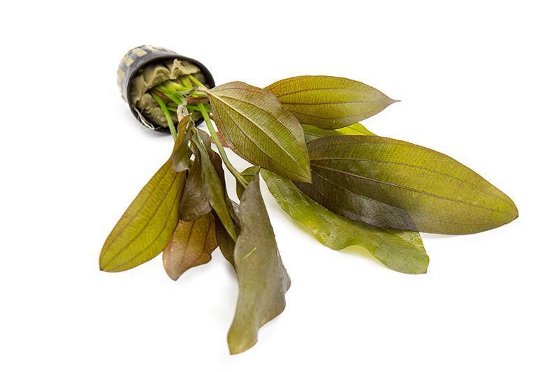 Aquatic plant Echinodorus Rose by ACW with vibrant green and reddish leaves suitable for freshwater aquariums.