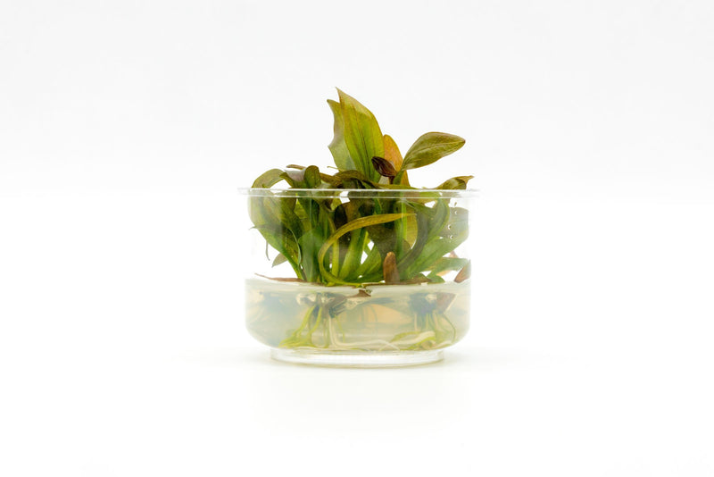 Echinodorus Rose Tissue Culture Aquatic Plant - Buce Plant