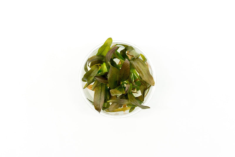 Echinodorus Rose Tissue Culture Aquatic Plant - Buce Plant