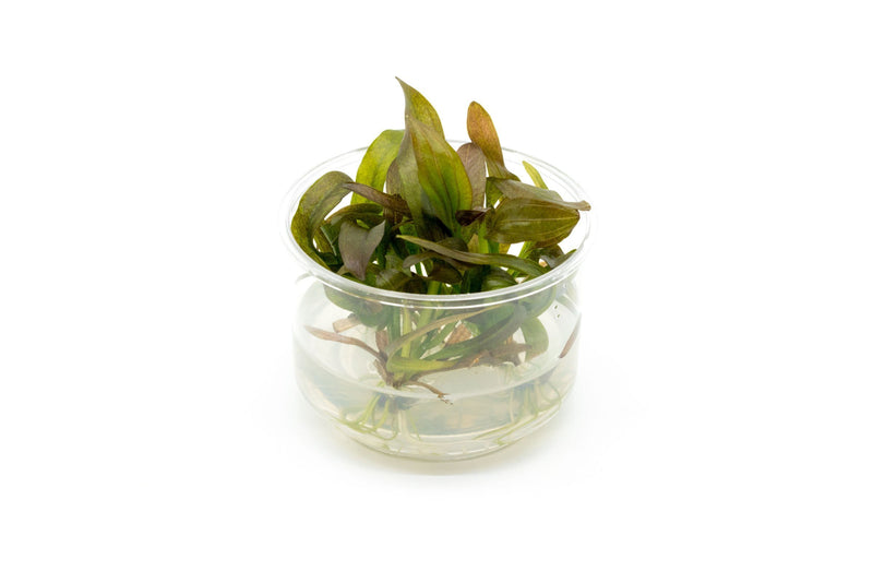 Echinodorus Rose Tissue Culture Aquatic Plant - Buce Plant