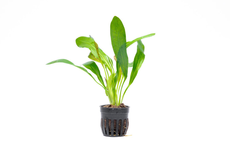 Variegated Echinodorus Uruguayensis aquatic plant by CPA, showcasing broad green leaves with white variegation.