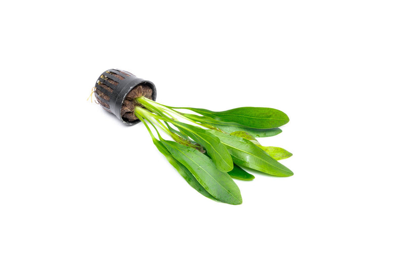 Variegated Echinodorus Uruguayensis aquatic plant from CPA, with green and cream variegated leaves suitable for freshwater aquariums.