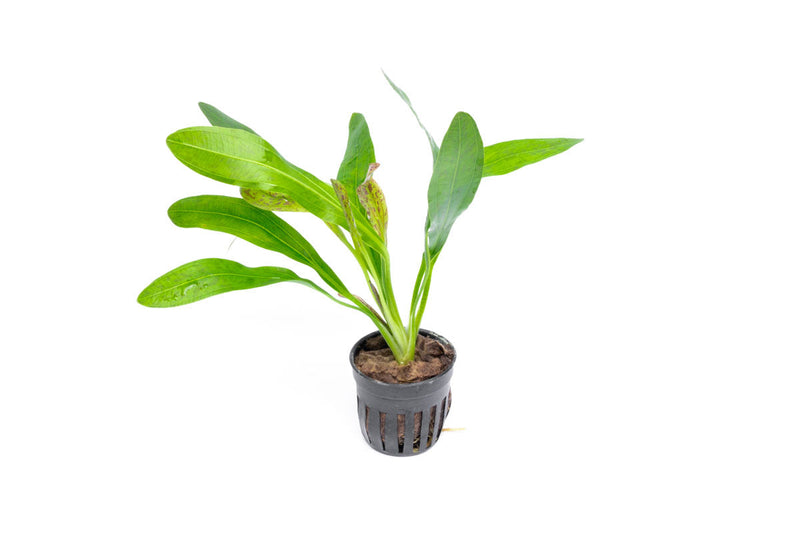 Variegated Echinodorus Uruguayensis aquatic plant from CPA with green and white variegated leaves, ideal for freshwater aquariums.
