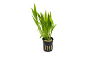 Healthy Echinodorus Xinguensis aquatic plant from ACW with broad green leaves, ideal for freshwater aquariums.