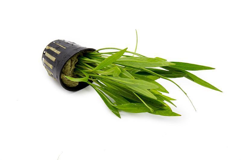 Healthy Echinodorus Xinguensis aquatic plant by ACW with broad green leaves suitable for freshwater aquariums.