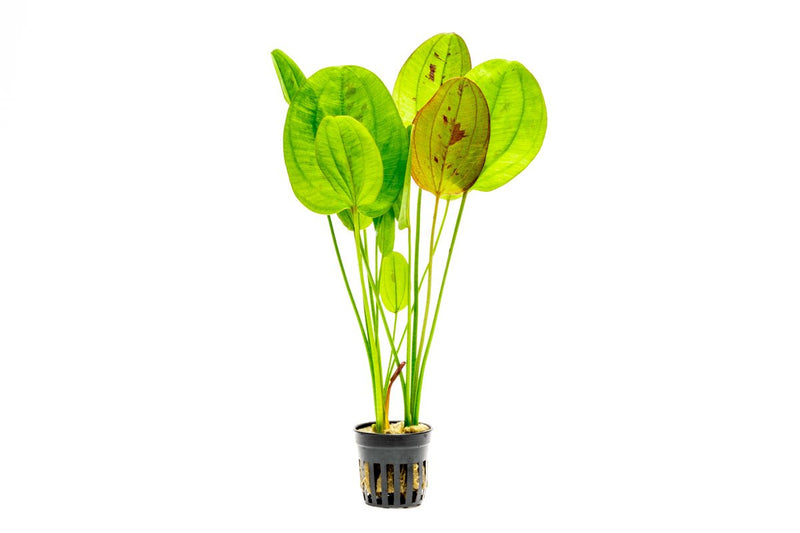 Aquatic plant Echinodorus Yellow Sun with vibrant yellow-green leaves, from ACW, suitable for freshwater aquarium decoration.