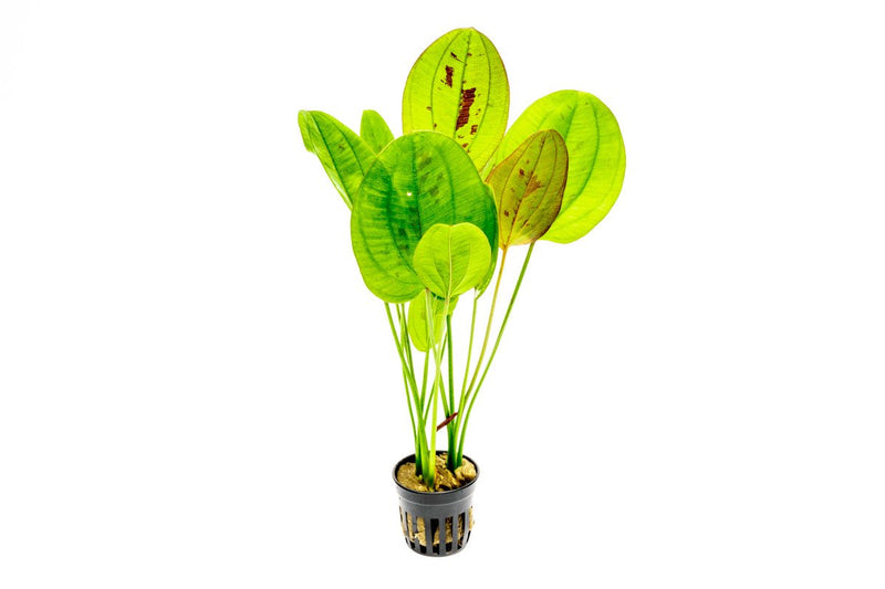 Healthy Echinodorus Yellow Sun aquatic plant from ACW with bright yellow-green leaves, ideal for freshwater aquariums.
