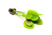 Bright yellow Echinodorus Yellow Sun aquatic plant by ACW, with lush green leaves and vibrant color for freshwater aquariums.