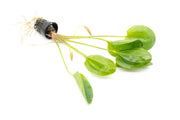Healthy Echinodorus Yeni aquatic plant from CPA with lush green leaves, ideal for freshwater aquarium decoration.