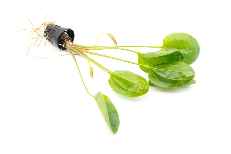 Healthy Echinodorus Yeni aquatic plant from CPA with lush green leaves, ideal for freshwater aquarium decoration.
