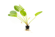 Healthy Echinodorus Yeni aquatic plant from CPA with broad green leaves suitable for freshwater aquariums.
