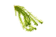 Egeria Densa Aquatic Plant - Buce Plant