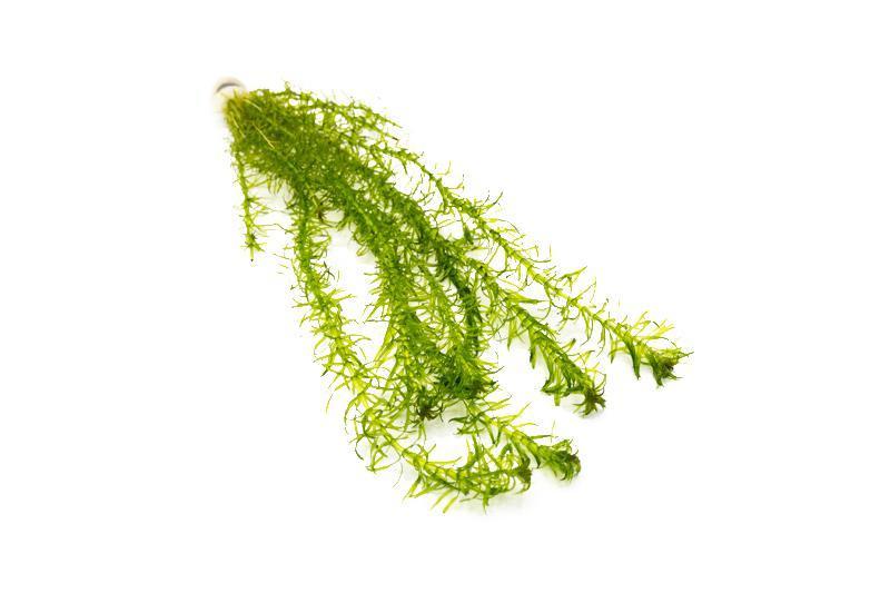 Egeria Densa Aquatic Plant - Buce Plant