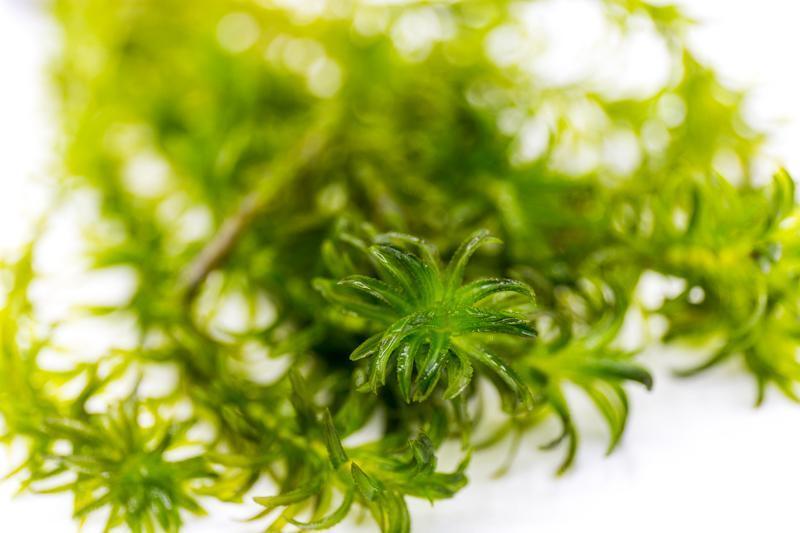 Egeria Densa Aquatic Plant - Buce Plant