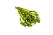 Egeria Densa Aquatic Plant - Buce Plant