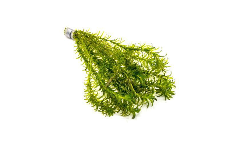 Egeria Densa Aquatic Plant - Buce Plant