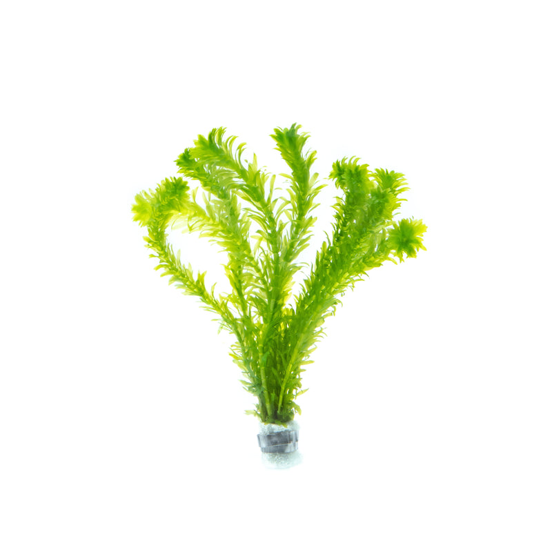 Egeria Densa Aquatic Plant - Buce Plant
