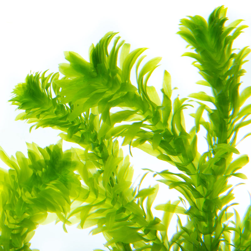 Egeria Densa Aquatic Plant - Buce Plant