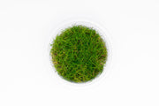 Eleocharis Belem Aquatic Farmer Tissue Culture Aquatic Plant - Buce Plant