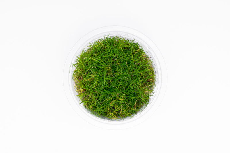 Eleocharis Belem Aquatic Farmer Tissue Culture Aquatic Plant - Buce Plant