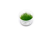 Eleocharis Belem Aquatic Farmer Tissue Culture Aquatic Plant - Buce Plant