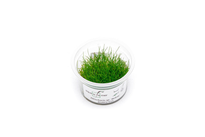 Eleocharis Belem Aquatic Farmer Tissue Culture Aquatic Plant - Buce Plant