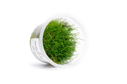 Eleocharis Belem Aquatic Farmer Tissue Culture Aquatic Plant - Buce Plant