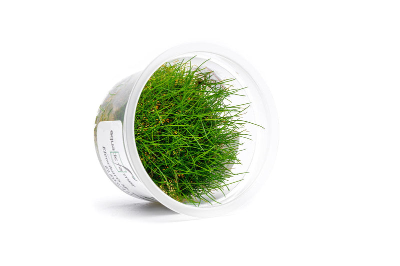 Eleocharis Belem Aquatic Farmer Tissue Culture Aquatic Plant - Buce Plant