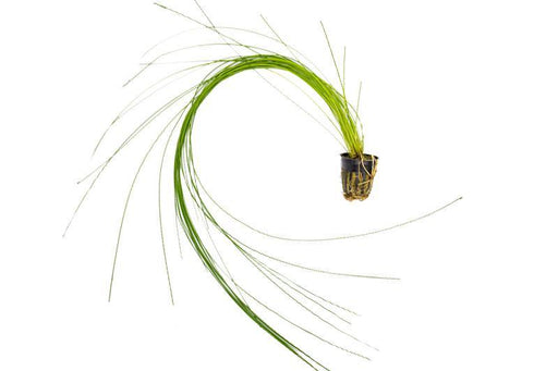 Eleocharis montevidensis (Giant Hair grass) - BucePlant.com