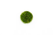 Eleocharis Pusillis Aquatic Farmer Tissue Culture Aquatic Plant - Buce Plant