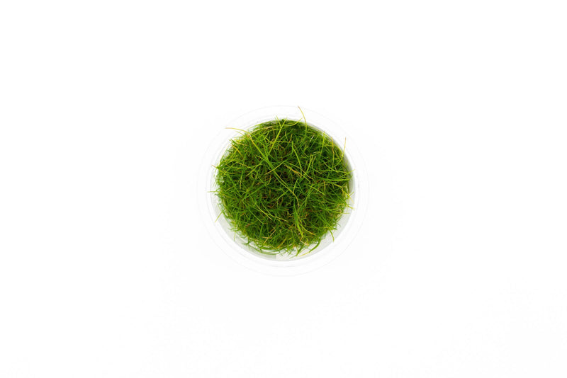 Eleocharis Pusillis Aquatic Farmer Tissue Culture Aquatic Plant - Buce Plant