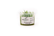 Eleocharis Pusillis Aquatic Farmer Tissue Culture Aquatic Plant - Buce Plant
