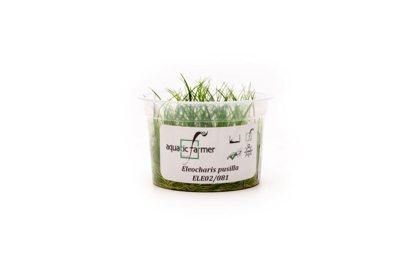 Eleocharis Pusillis Aquatic Farmer Tissue Culture Aquatic Plant - Buce Plant