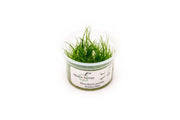 Eleocharis Pusillis Aquatic Farmer Tissue Culture Aquatic Plant - Buce Plant