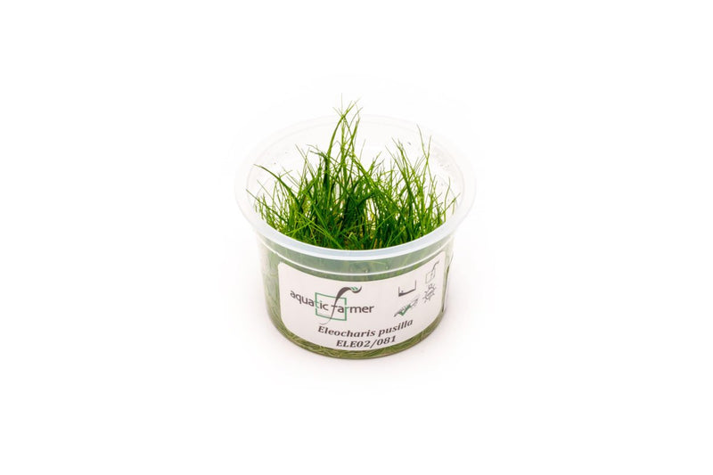 Eleocharis Pusillis Aquatic Farmer Tissue Culture Aquatic Plant - Buce Plant