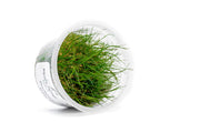 Eleocharis Pusillis Aquatic Farmer Tissue Culture Aquatic Plant - Buce Plant