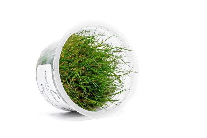 Eleocharis Pusillis Aquatic Farmer Tissue Culture Aquatic Plant - Buce Plant