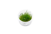 Eleocharis Pusillis Aquatic Farmer Tissue Culture Aquatic Plant - Buce Plant
