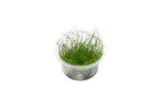 Eleocharis Vivipara Tissue Culture Aquatic Plant - Buce Plant